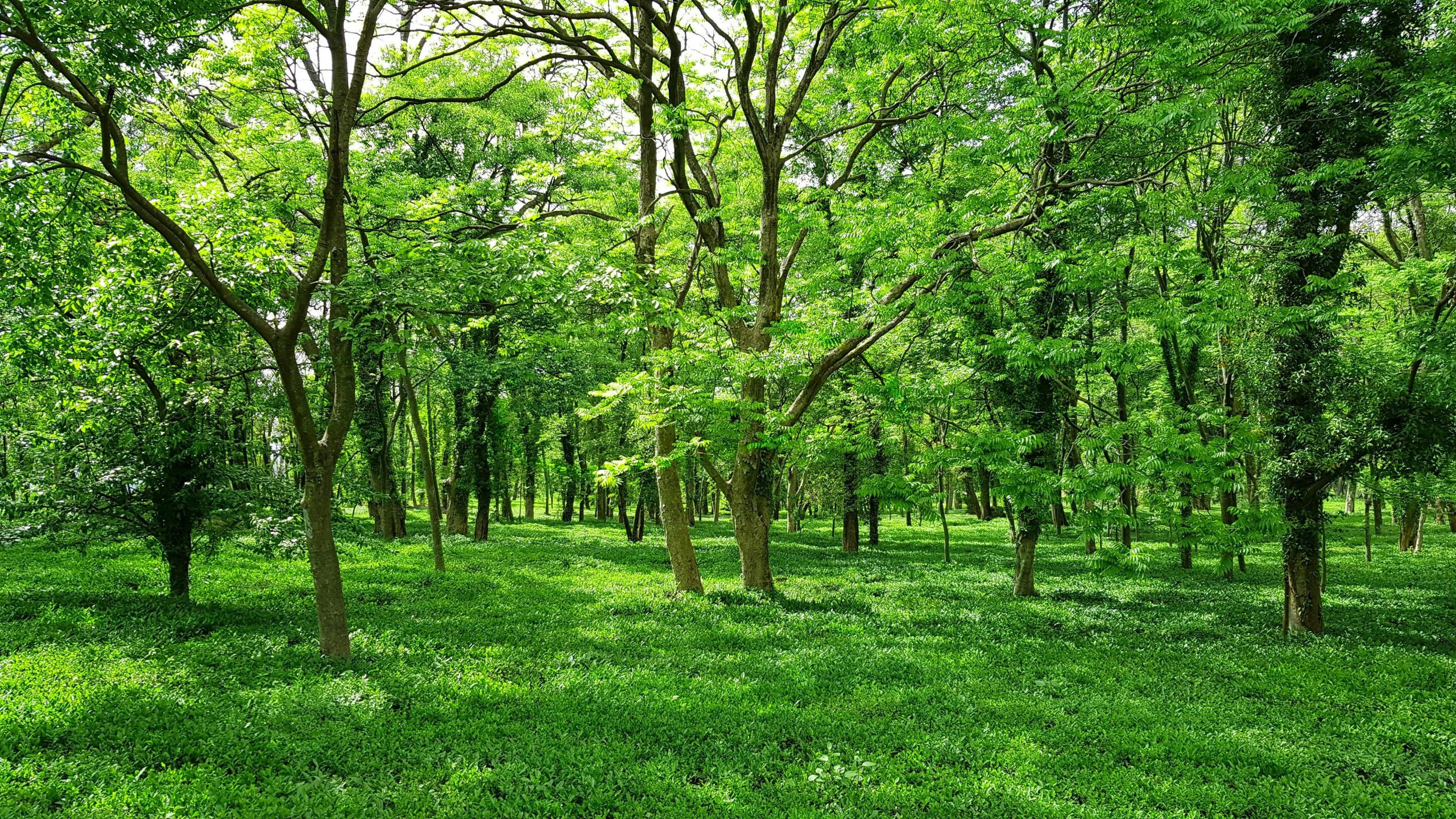 Green Trees - Sustainable business ideas for black friday - tree planting