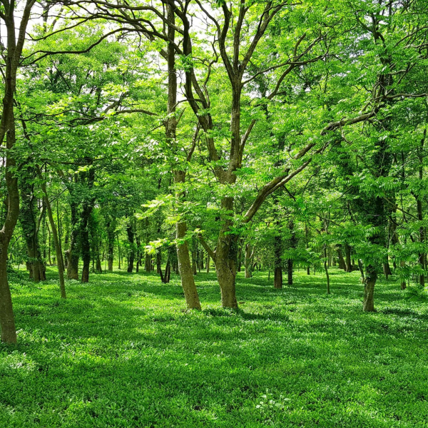 Green Trees - Sustainable business ideas for black friday - tree planting